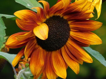 Close-up of sunflower