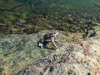 View of lizard on rock