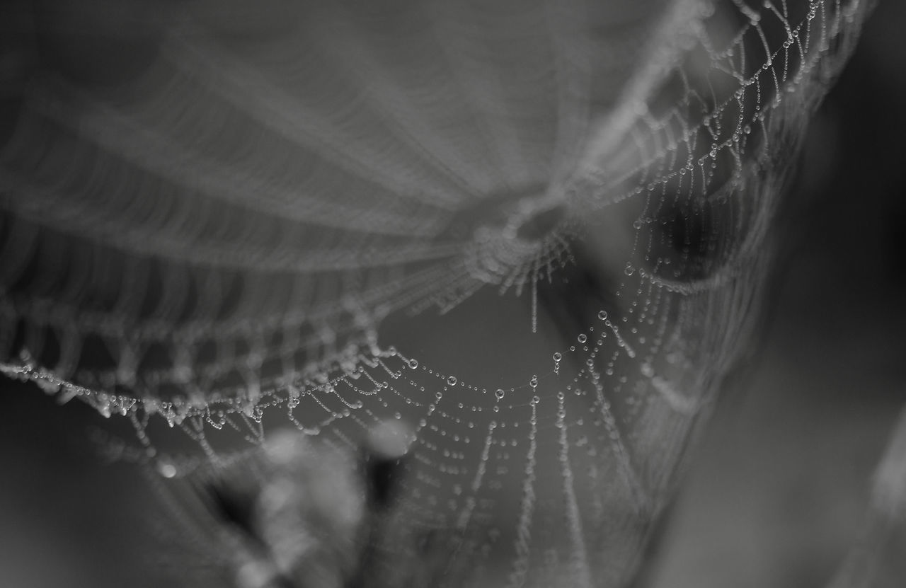 CLOSE-UP OF SPIDER WEB ON WET PLANT