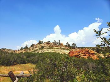 Plants growing on land against sky