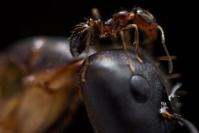 Close-up of insect