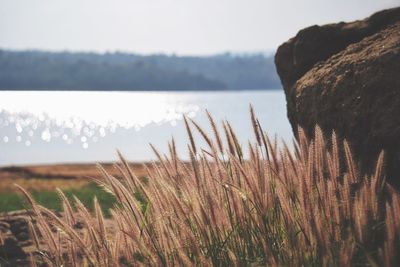 Close-up of plants growing on land against sea