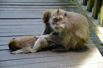 Monkey sitting outdoors