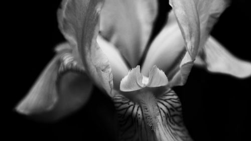 Close-up of flower head