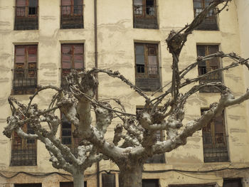 Low angle view of tree against building