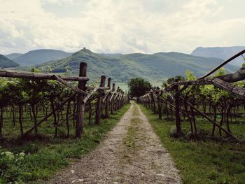 Footpath amidst vineyard