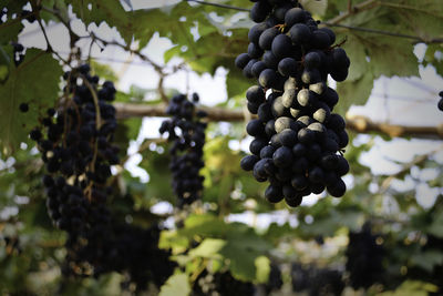 Close-up of grapes growing in vineyard