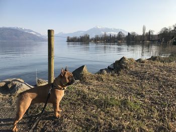Dog standing by lake against sky