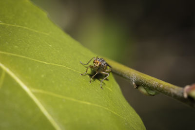 Close-up of insect on leaf