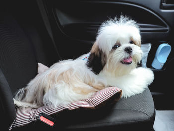 Dog lying down in car