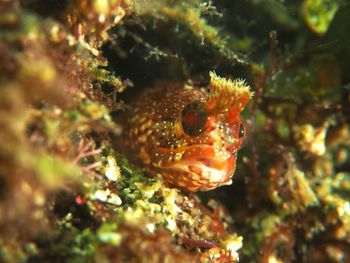 Close-up of fish swimming in sea