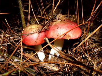 Close-up of mushroom growing in forest