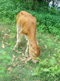 View of a dog on field