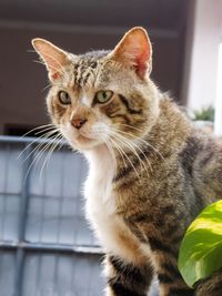 Close-up portrait of a cat