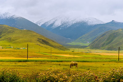 Side view of horse grazing on land against mountains