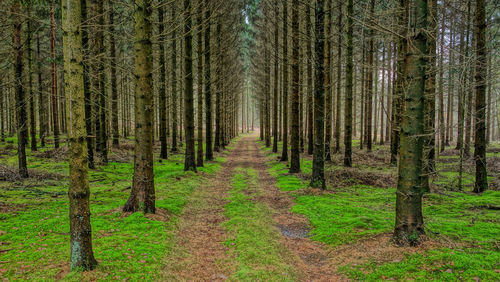 Trees in forest