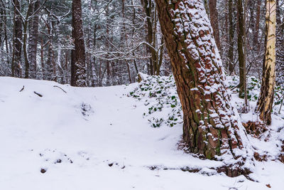 Snow covered land and trees in forest