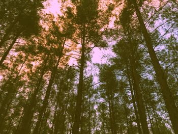 Low angle view of trees in forest