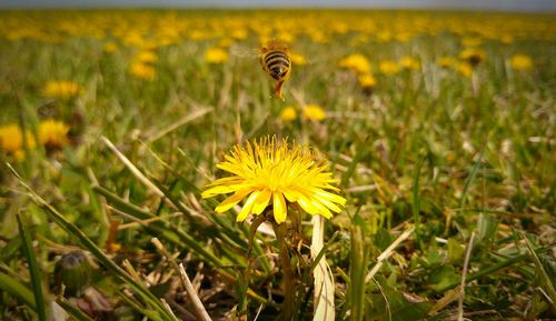 Close-up of yellow flower blooming outdoors