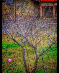 Flowers growing on tree