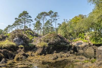 Plants growing on land against sky
