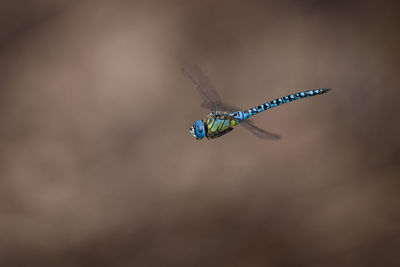 Close-up of insect flying