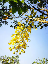 Low angle view of yellow flowers blooming on tree against sky