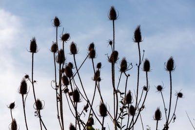 Low angle view of flowering plants against sky