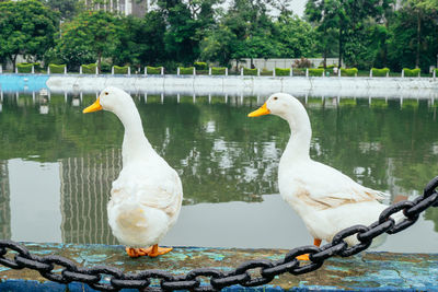 Birds perching on a lake