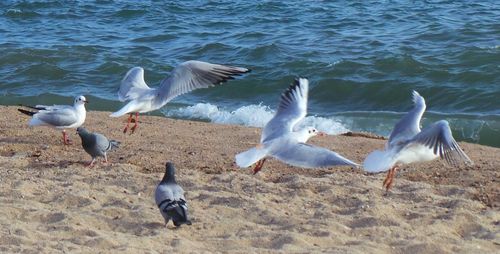 Seagull flying over water