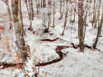 Full frame shot of trees in forest during winter