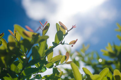 Close-up of flowering plant