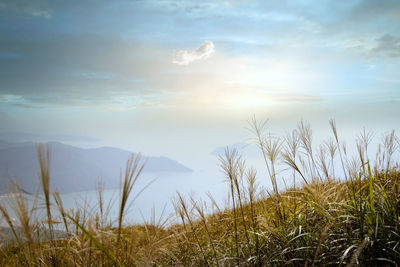 Scenic view of landscape against sky during sunset