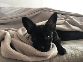 Portrait of dog resting on bed at home