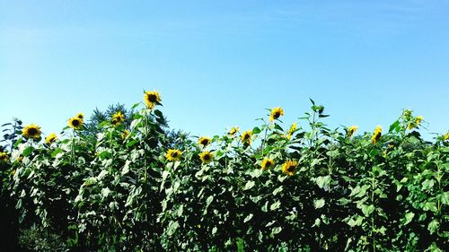 Low angle view of yellow flowers
