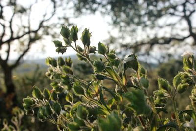 Close-up of plant