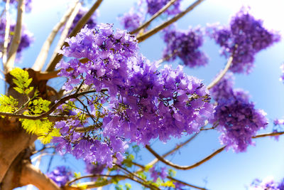 Low angle view of purple flowers on tree