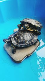 Close-up of turtle swimming in sea