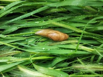 Close-up of snail on plant