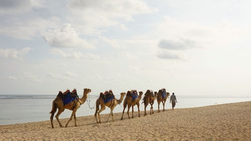 People riding horses on sand at beach against sky