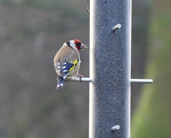 Bird perching on feeder