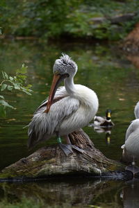 Birds in a lake