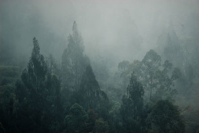 Trees in forest during foggy weather