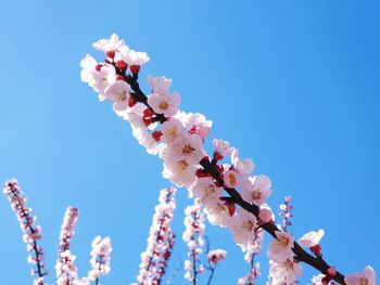 Low angle view of cherry blossoms against sky