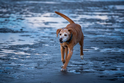 Dog standing on beach