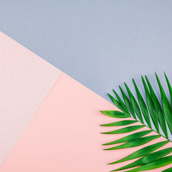 Palm leaves on colored background