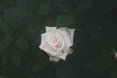 High angle view of rose on floor