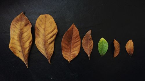 Close-up of yellow autumn leaves against black background