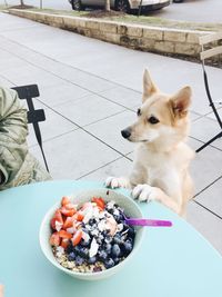 High angle view of dog sitting on table