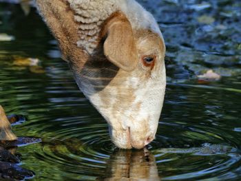 Close-up of duck swimming in lake